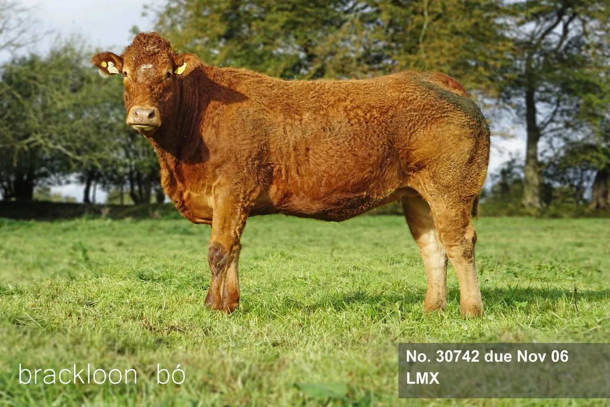 Heifers In-calf Springer - Image 3