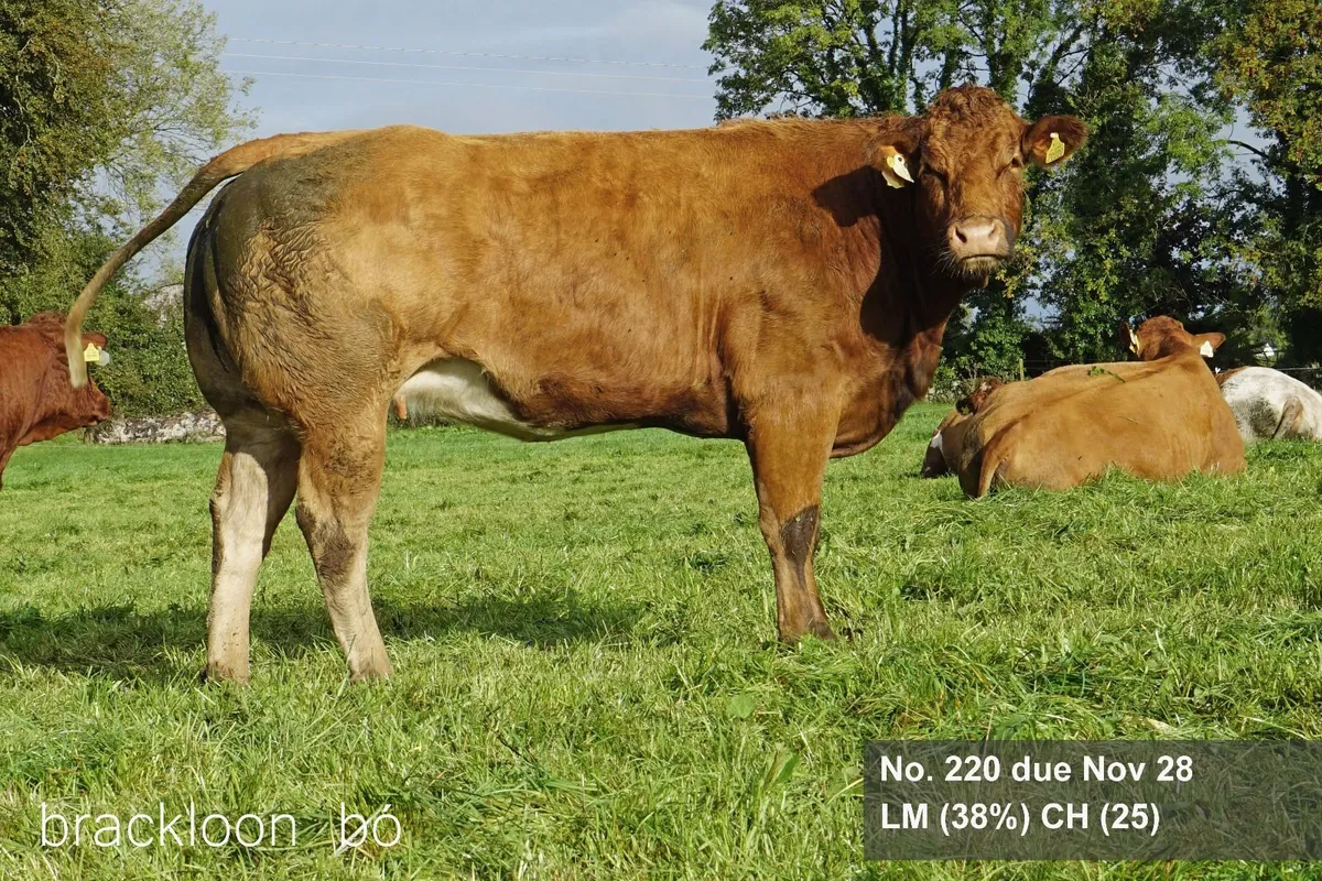 Heifers In-calf Springer - Image 2