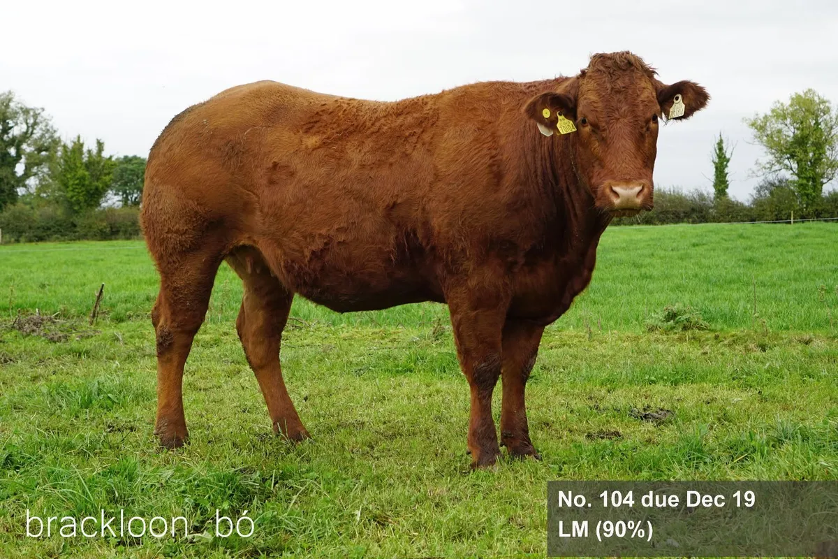 Heifers In-calf Springer - Image 4