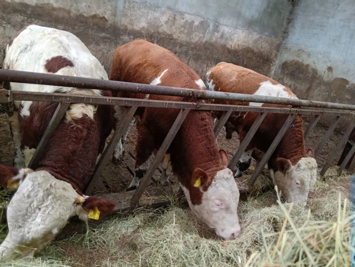 Fleckvieh bulls - Image 2