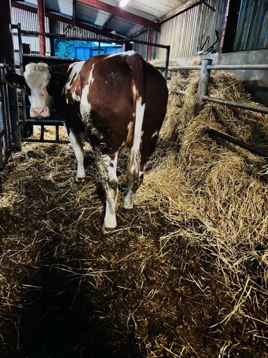 Dry cows - Image 3
