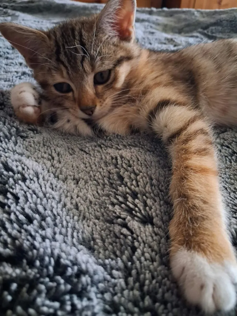 2 cats for sale - Image 1