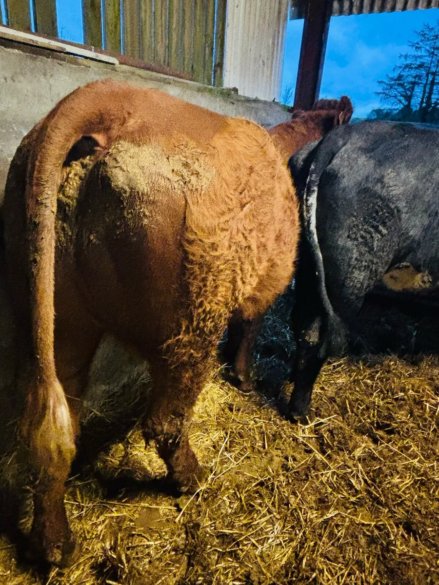 Dry cows - Image 1