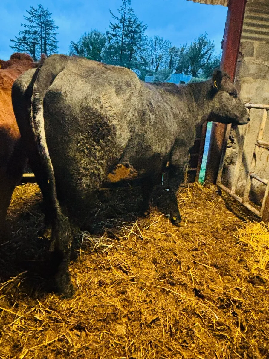 Dry cows - Image 2