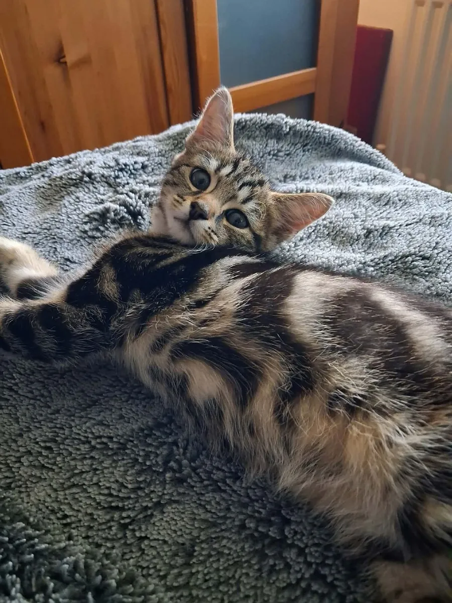 2 cats for sale - Image 2