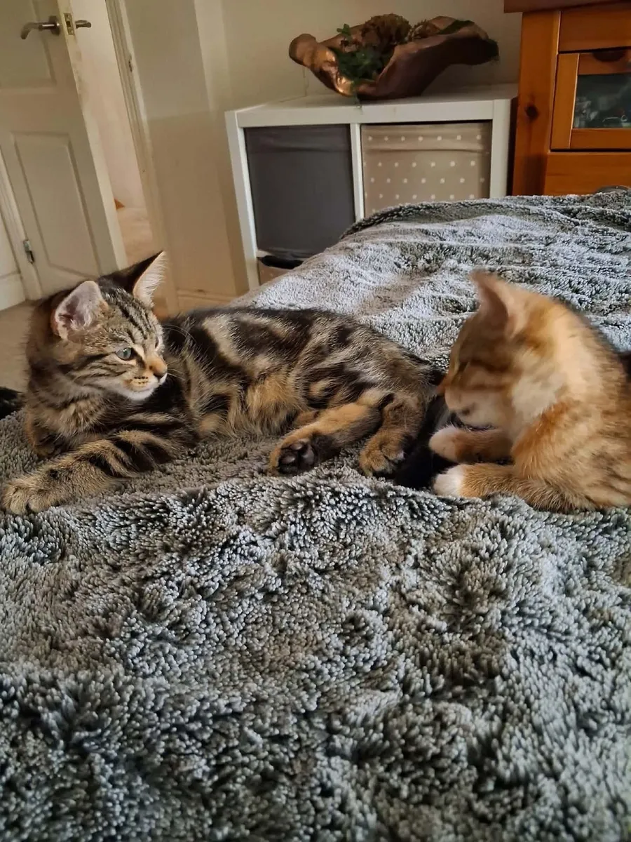 2 cats for sale - Image 3
