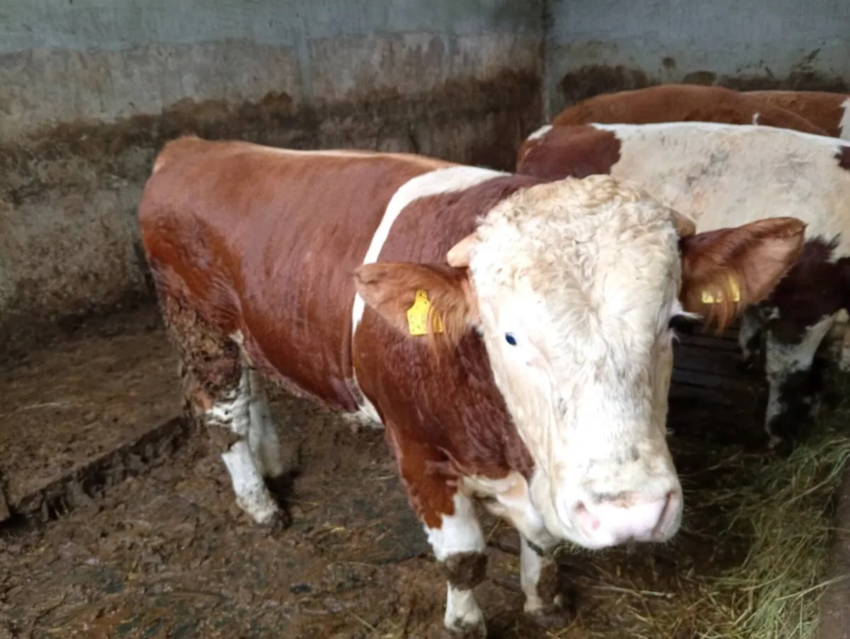 Fleckvieh bulls - Image 1