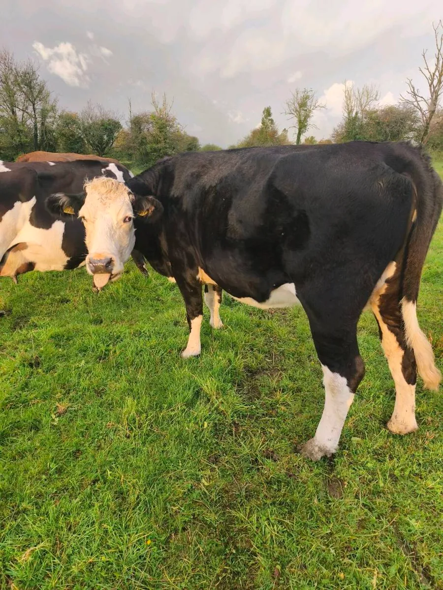Cow & calf x 3 Athenry Mart Thurs 15/10/26 - Image 1