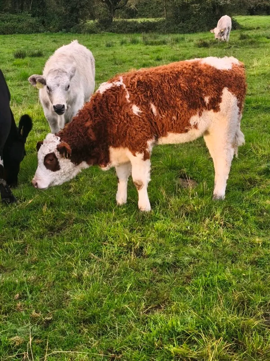 Cow & calf x 3 Athenry Mart Thurs 15/10/26 - Image 2