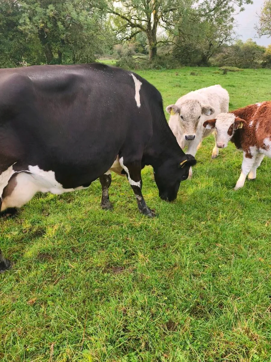 Cow & calf x 3 Athenry Mart Thurs 15/10/26 - Image 3