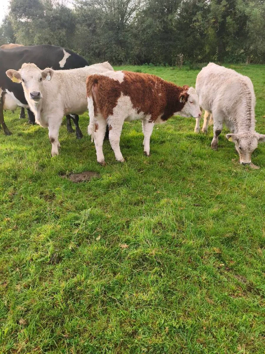 Cow & calf x 3 Athenry Mart Thurs 15/10/26 - Image 4