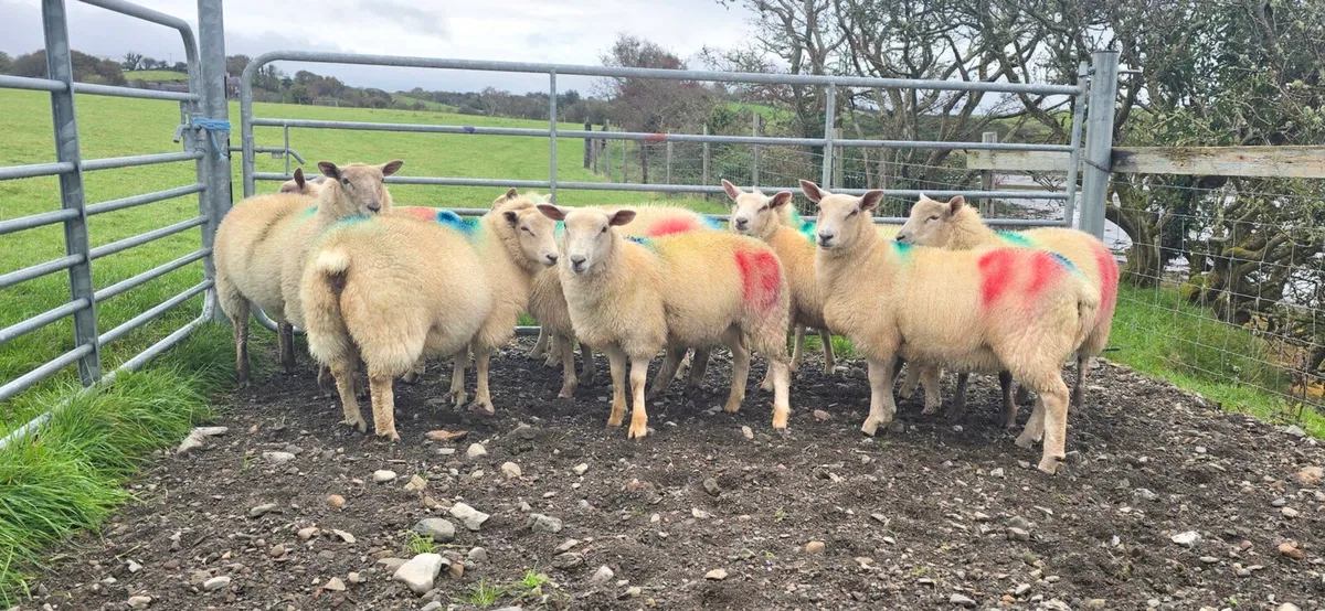 Ewe lambs for sale - Image 1