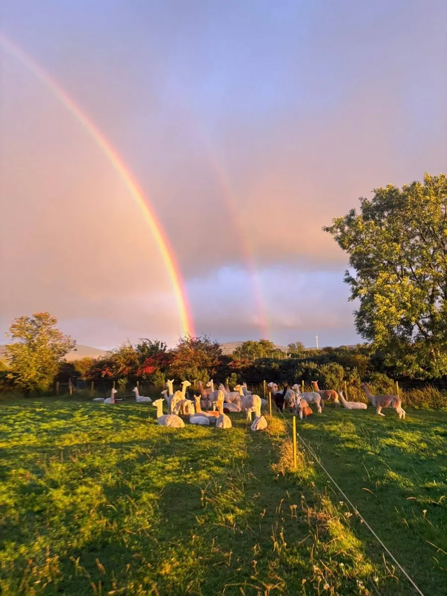 Alpacas - 7th NOV 26 certified FREE TO ATTEND - Image 4
