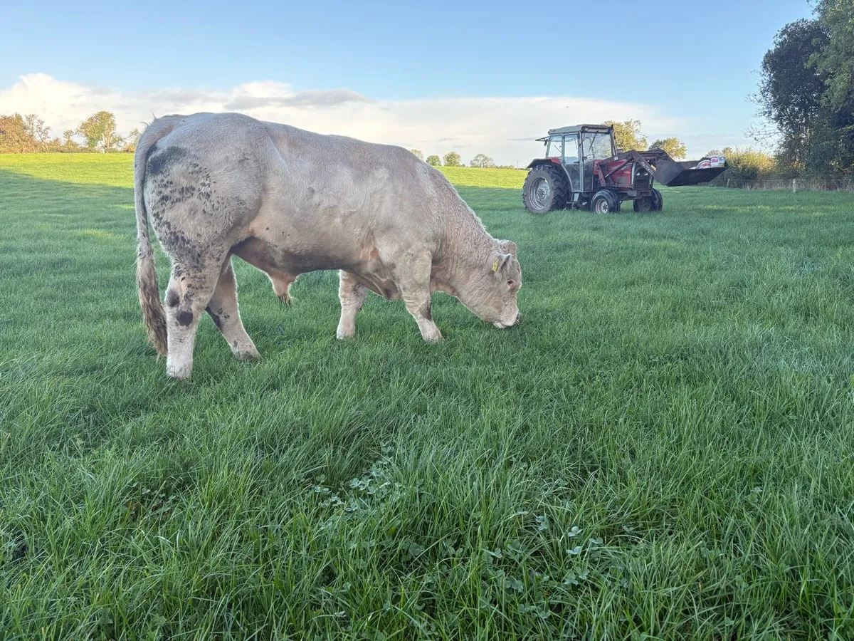 Charolais Bull for sale in Tipperary for €0 on DoneDeal