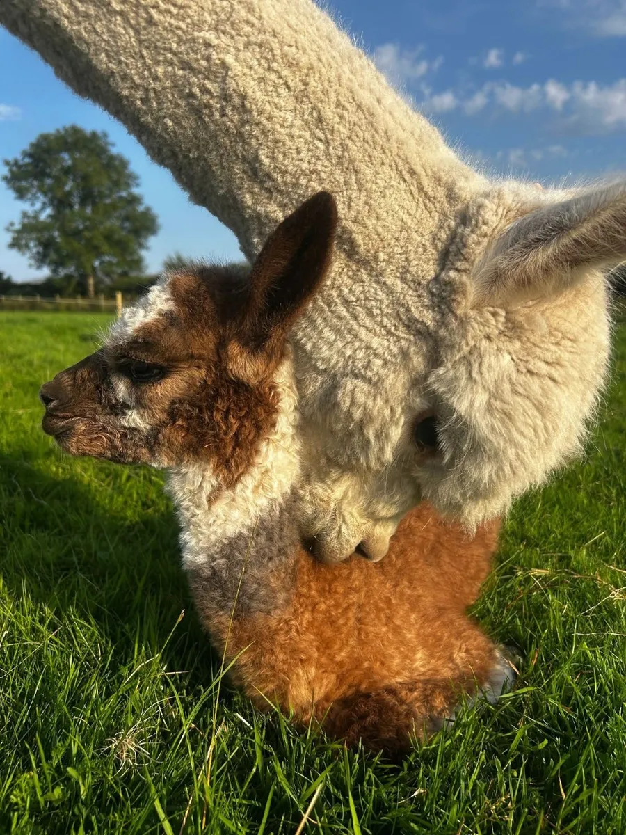 Mourne Alpacas Pedigree Alpacas 2026 - Image 1