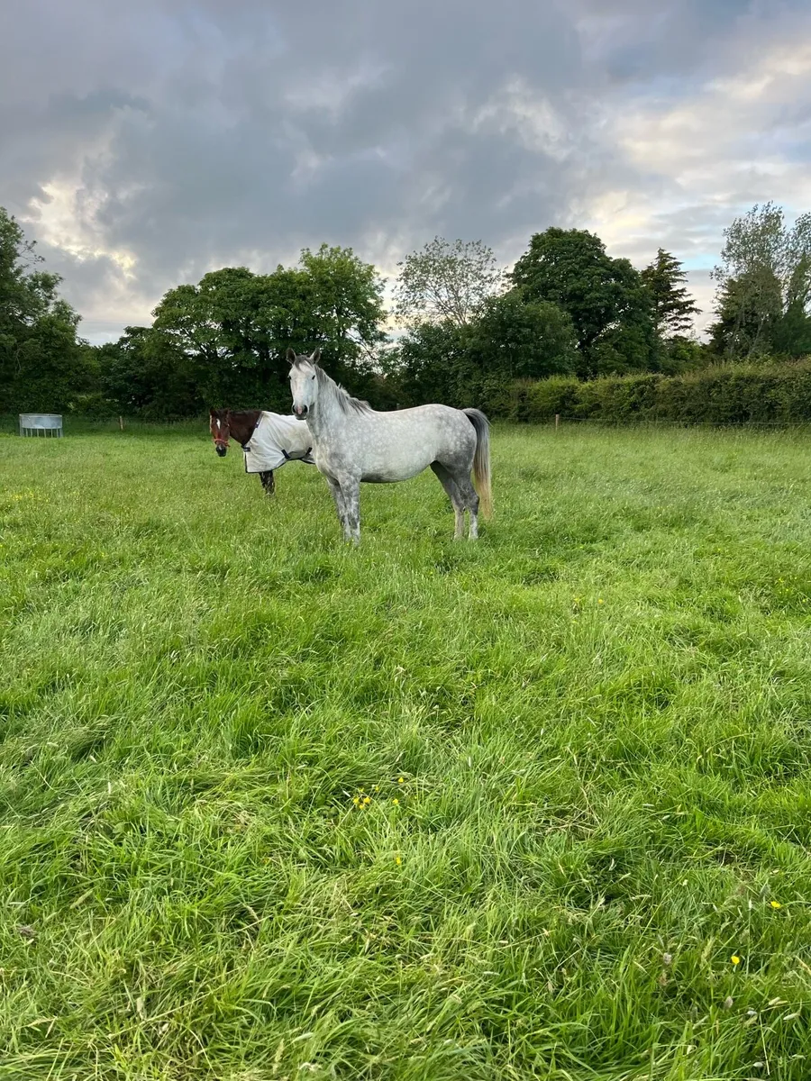 4yr old mare - Image 3