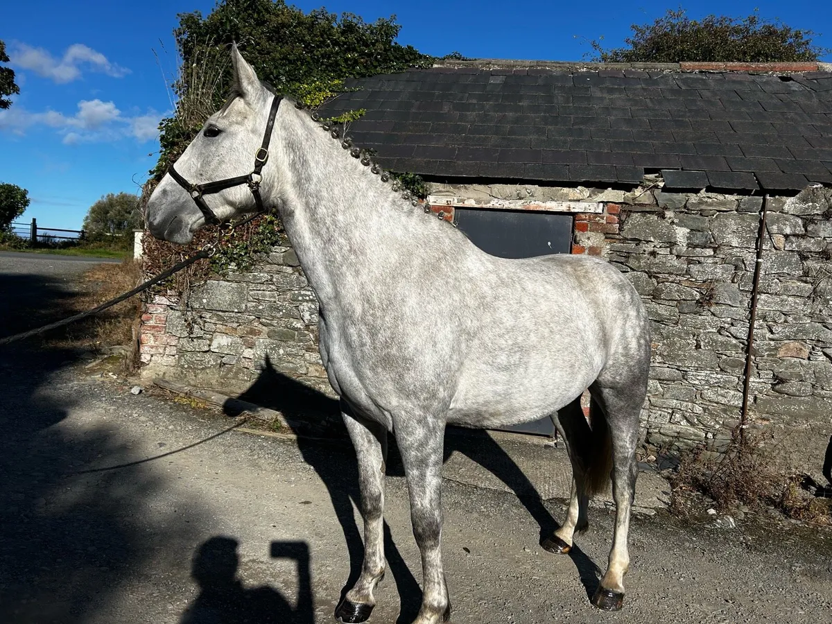 4yr old mare - Image 1