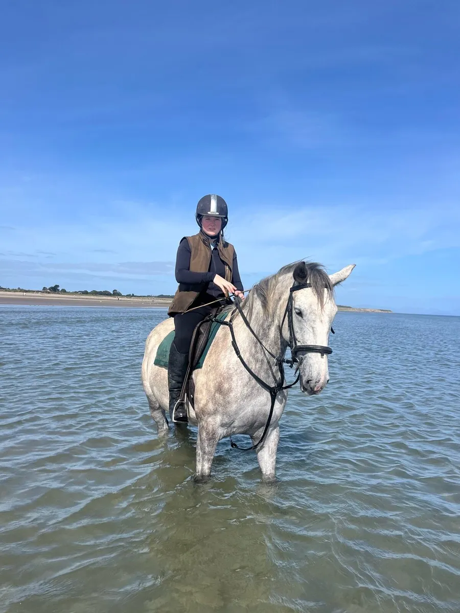 4yr old mare - Image 2