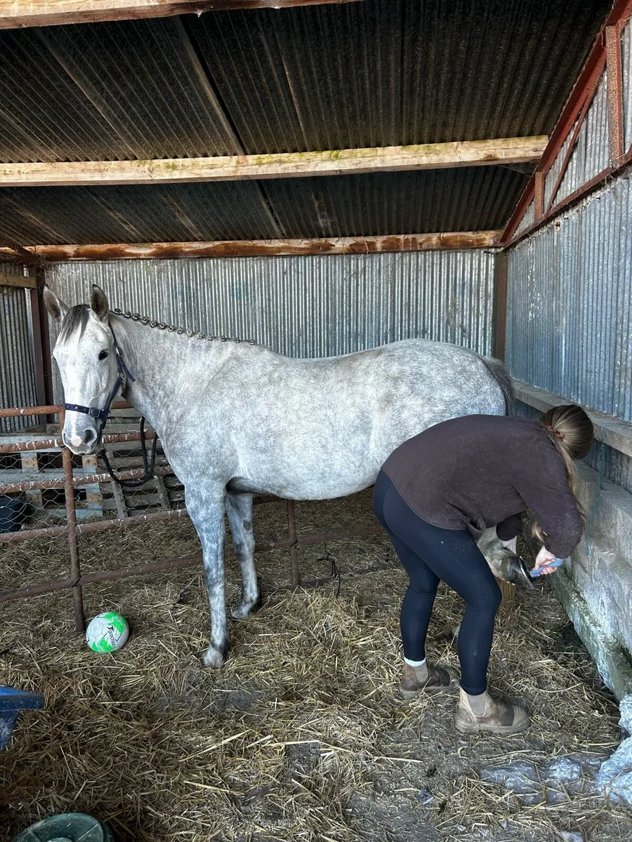 4yr old mare - Image 4