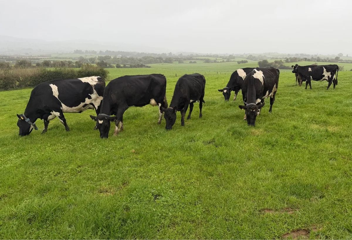 Young Empty Milking Cows - Image 1