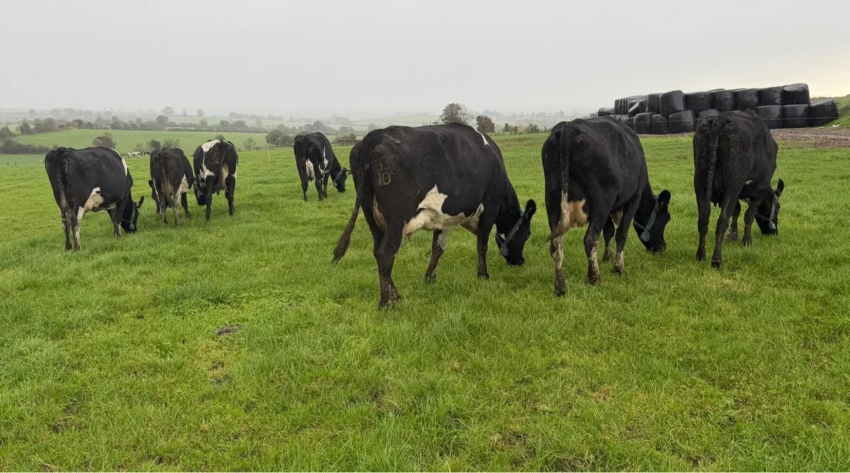 Young Empty Milking Cows - Image 2