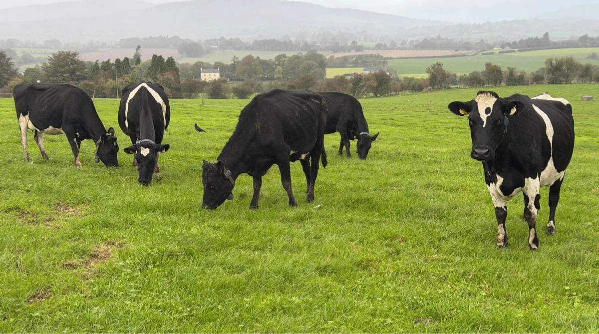 Young Empty Milking Cows - Image 3