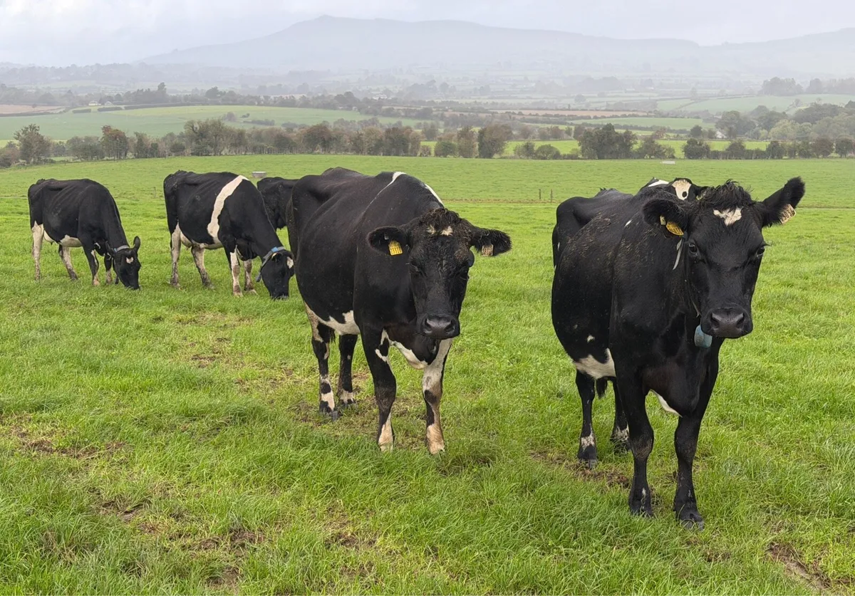 Young Empty Milking Cows - Image 4