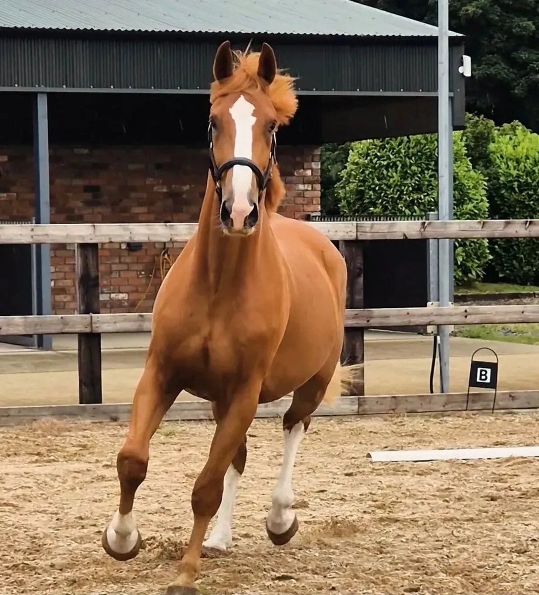 horse - Image 1