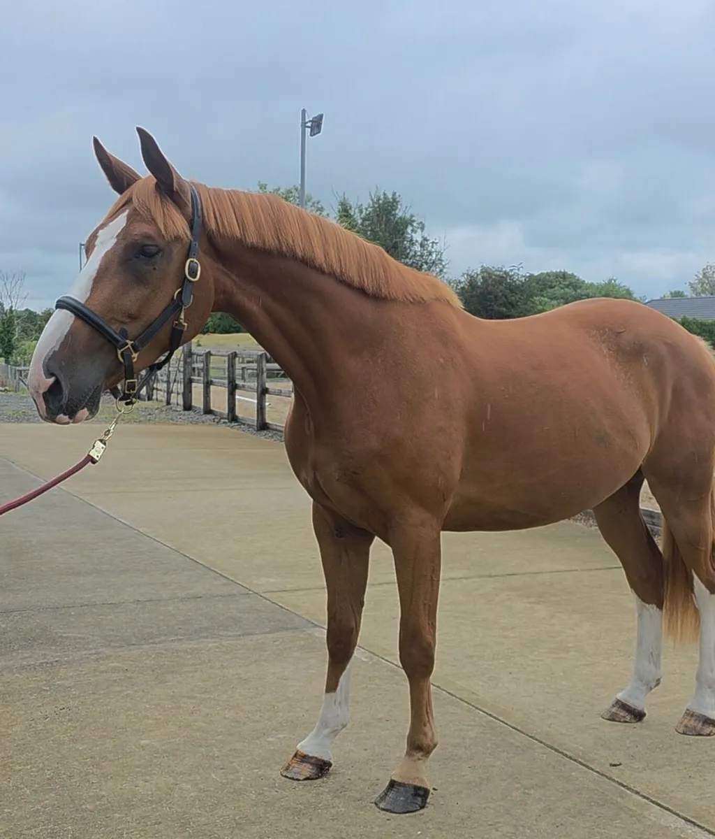 horse - Image 2