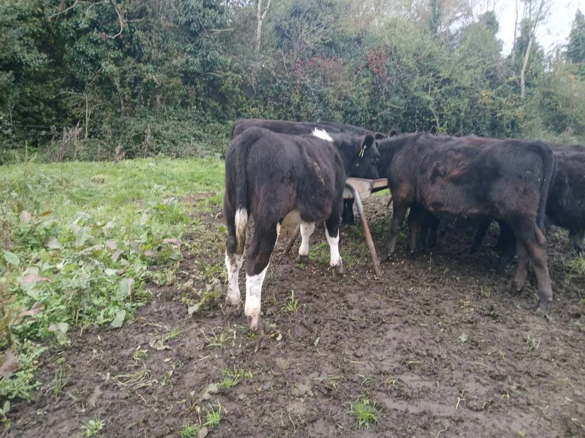 Angus weanlings - Image 1