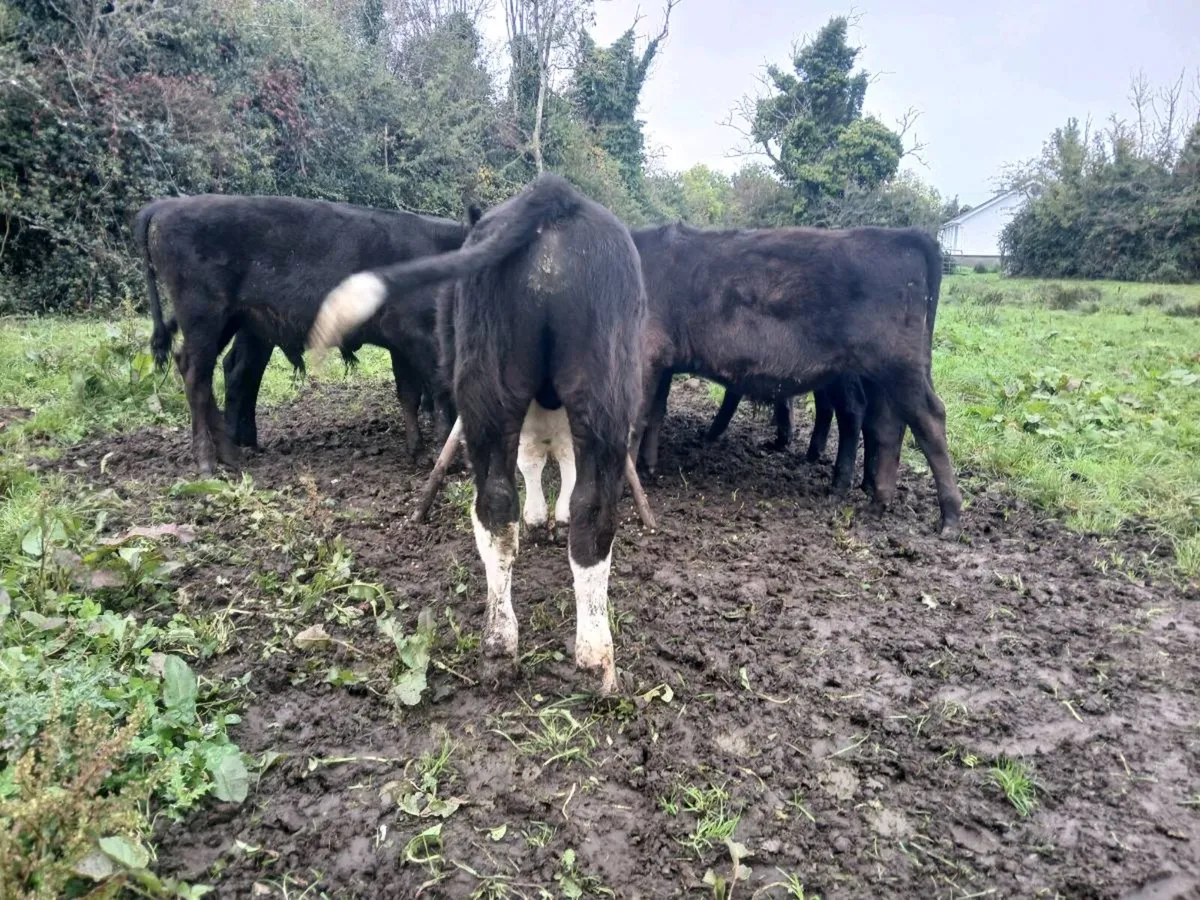 Angus weanlings - Image 2