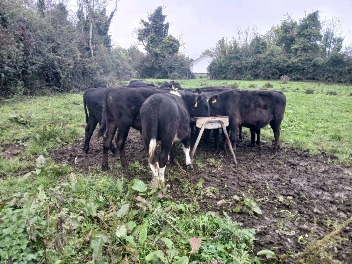 Angus weanlings - Image 3