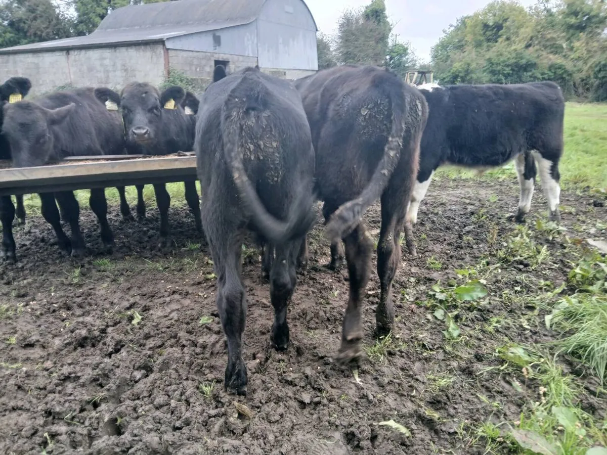 Angus weanlings - Image 4