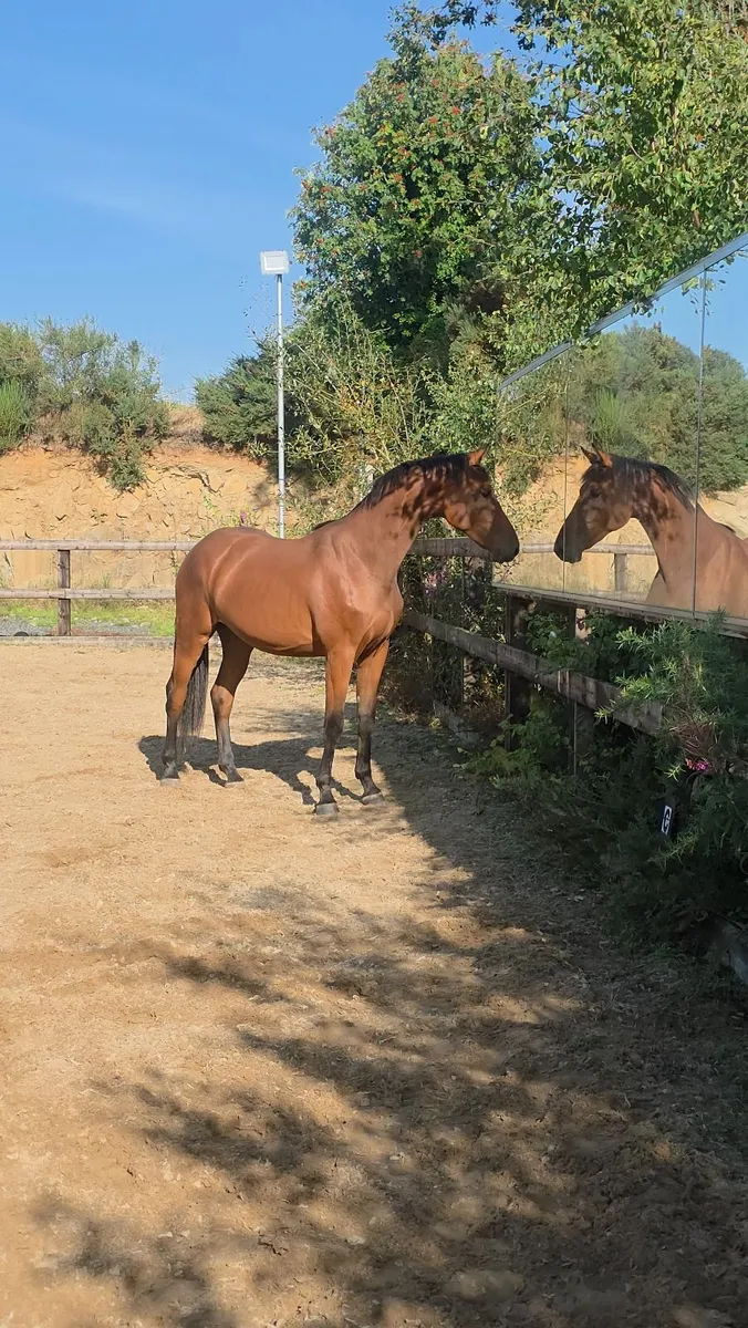 horse - Image 1