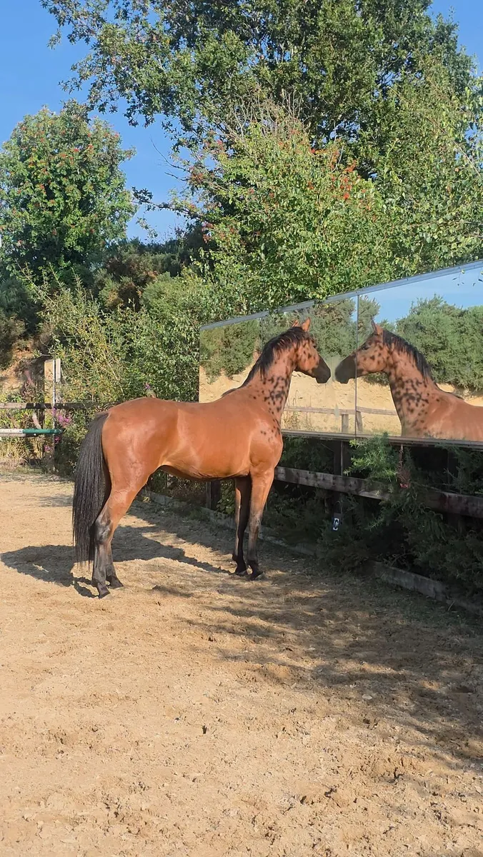 horse - Image 2