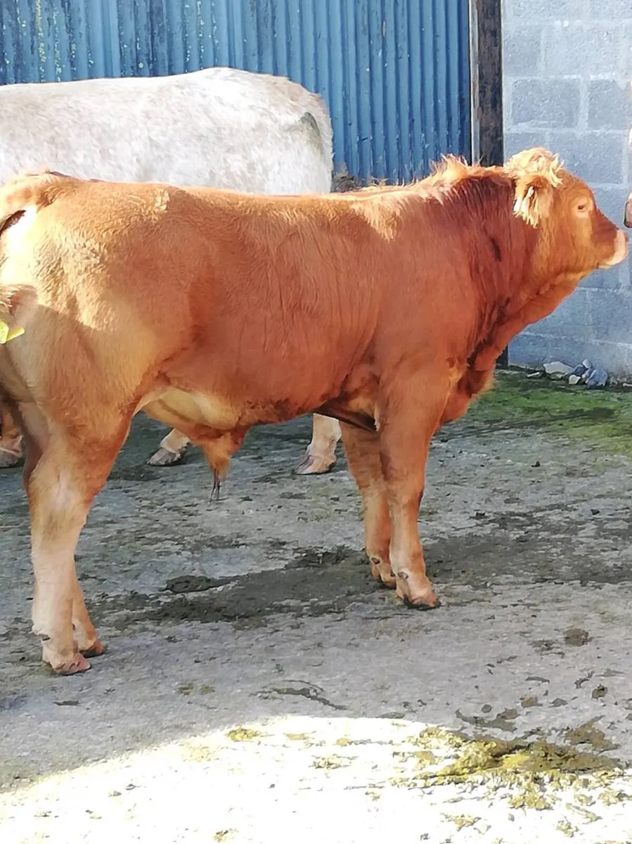 LMx BULL WEANLINGS Gort Mart 15th Oct - Image 1