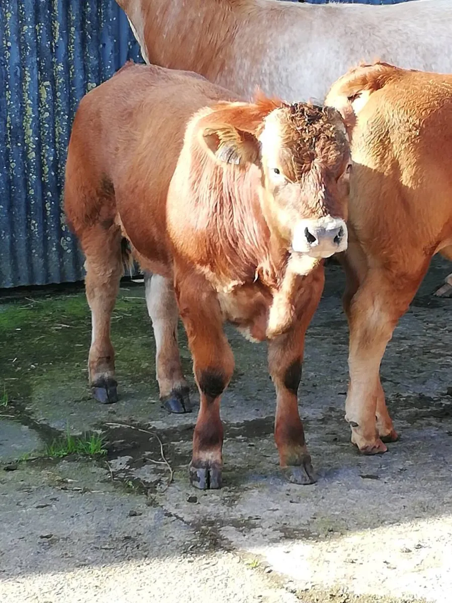 LMx BULL WEANLINGS Gort Mart 15th Oct - Image 2