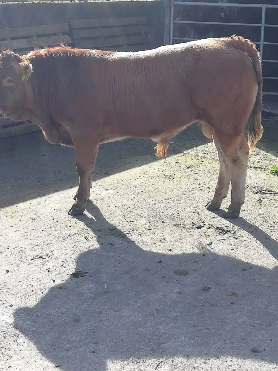 LMx BULL WEANLINGS Gort Mart 15th Oct - Image 3
