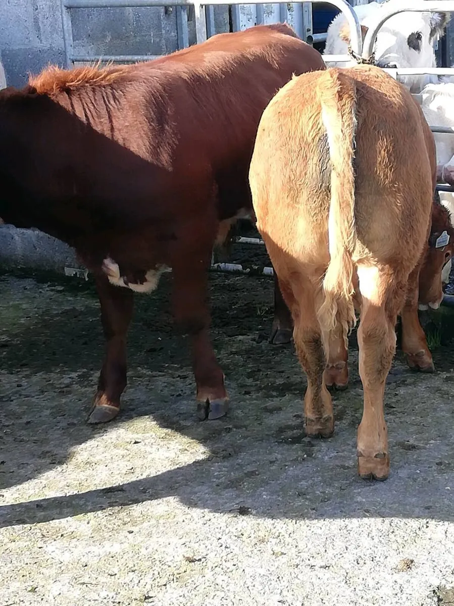 LMx BULL WEANLINGS Gort Mart 15th Oct - Image 4