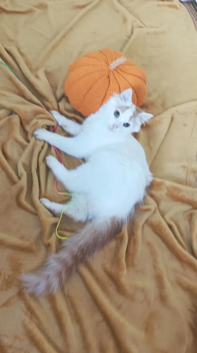 kittens - Image 3