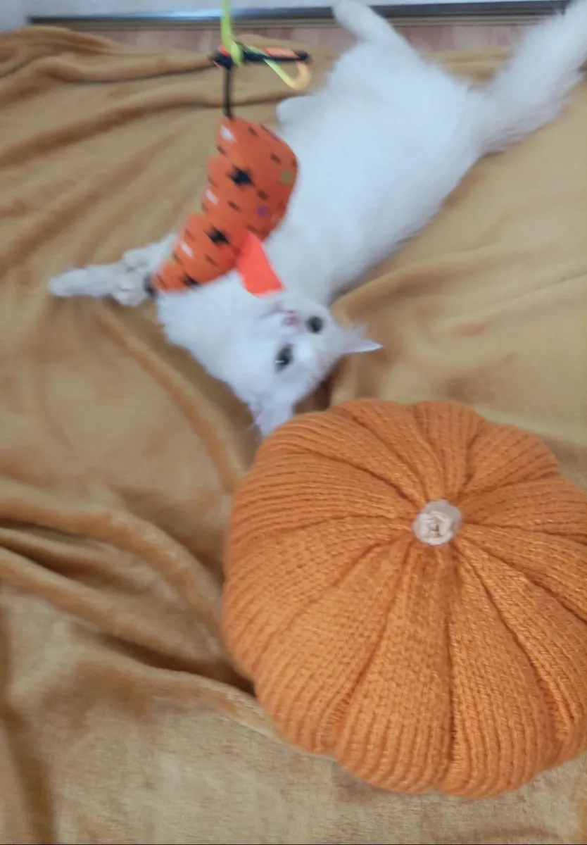 kittens - Image 4