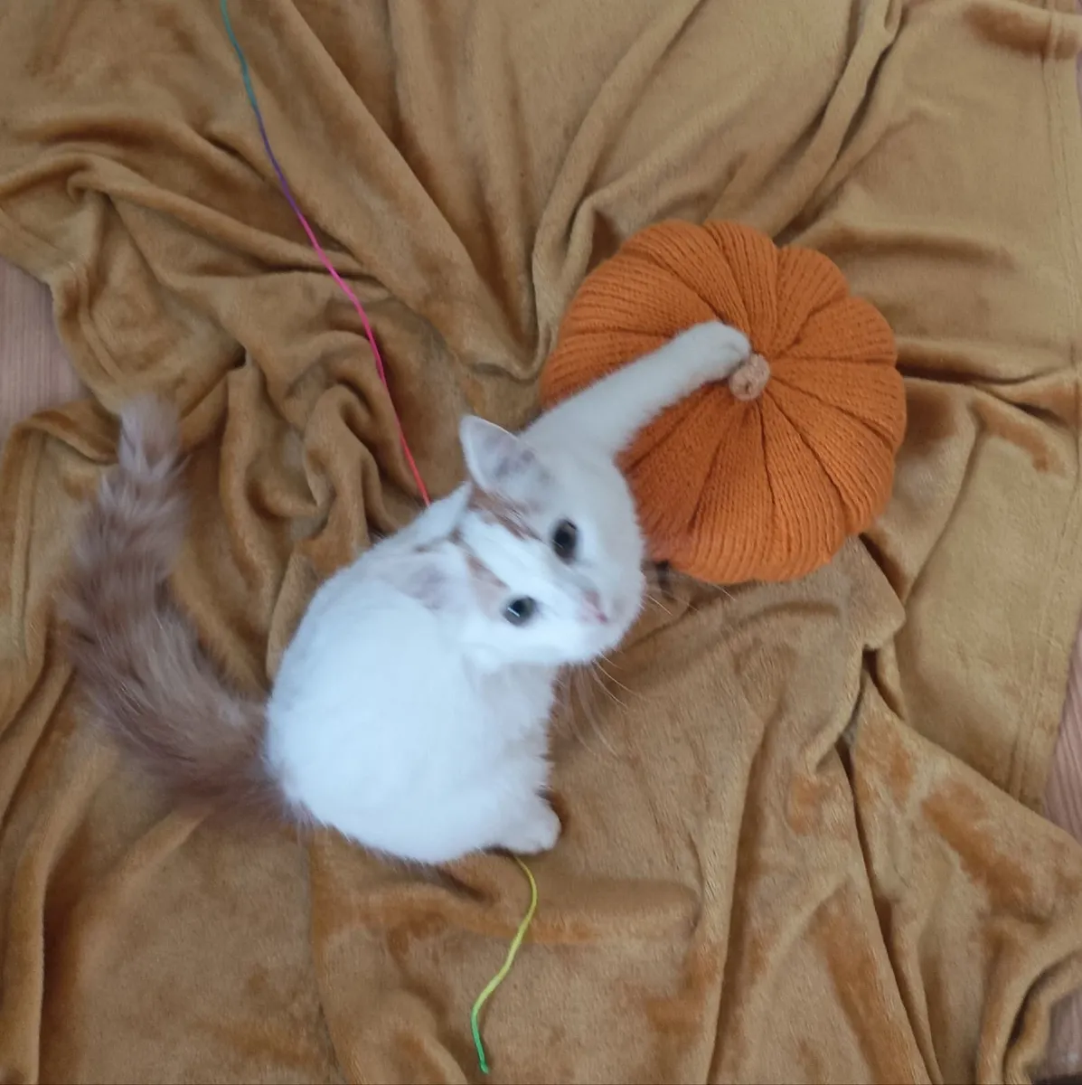 kittens - Image 1