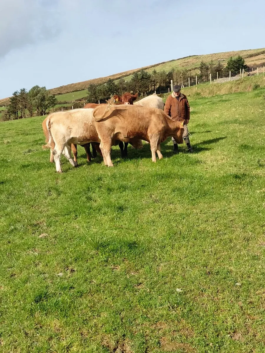 Heifers - Image 1