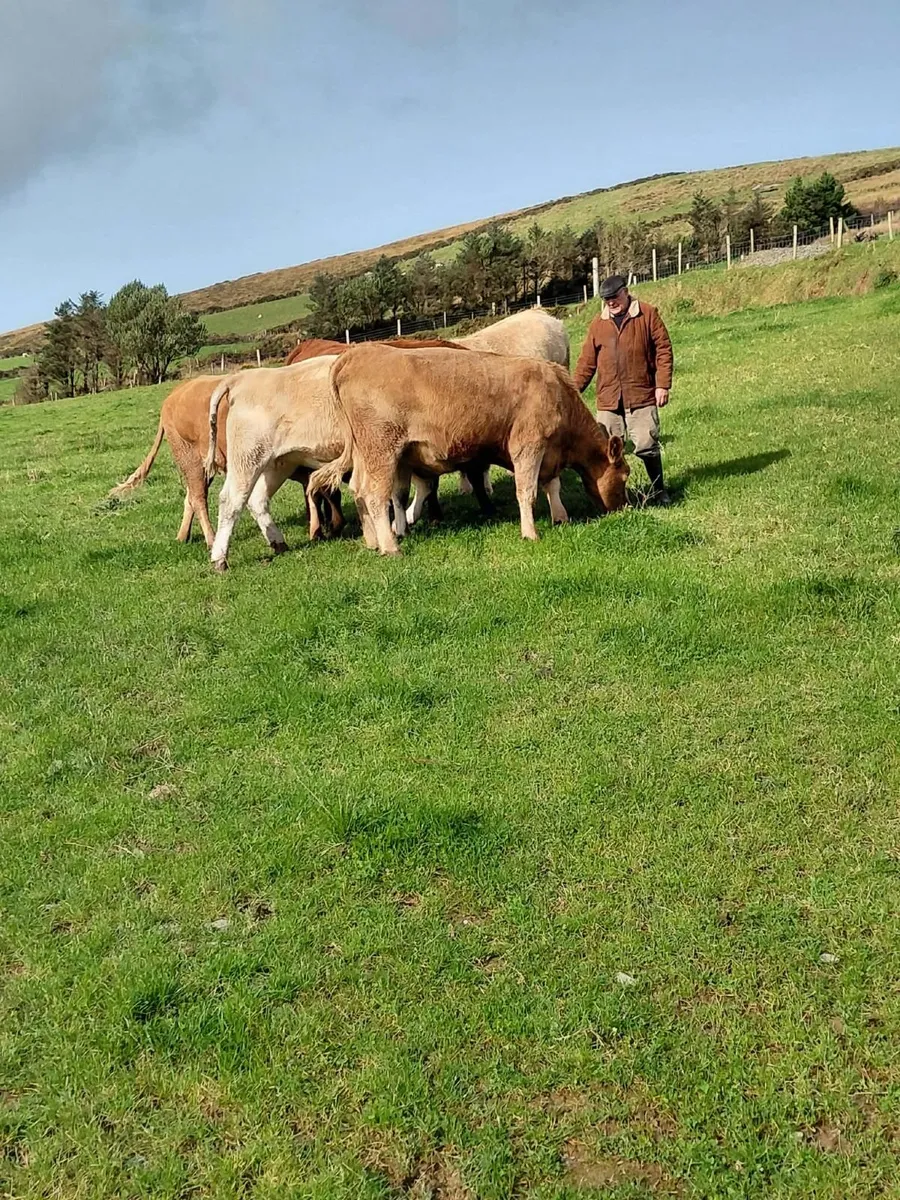 Heifers - Image 2