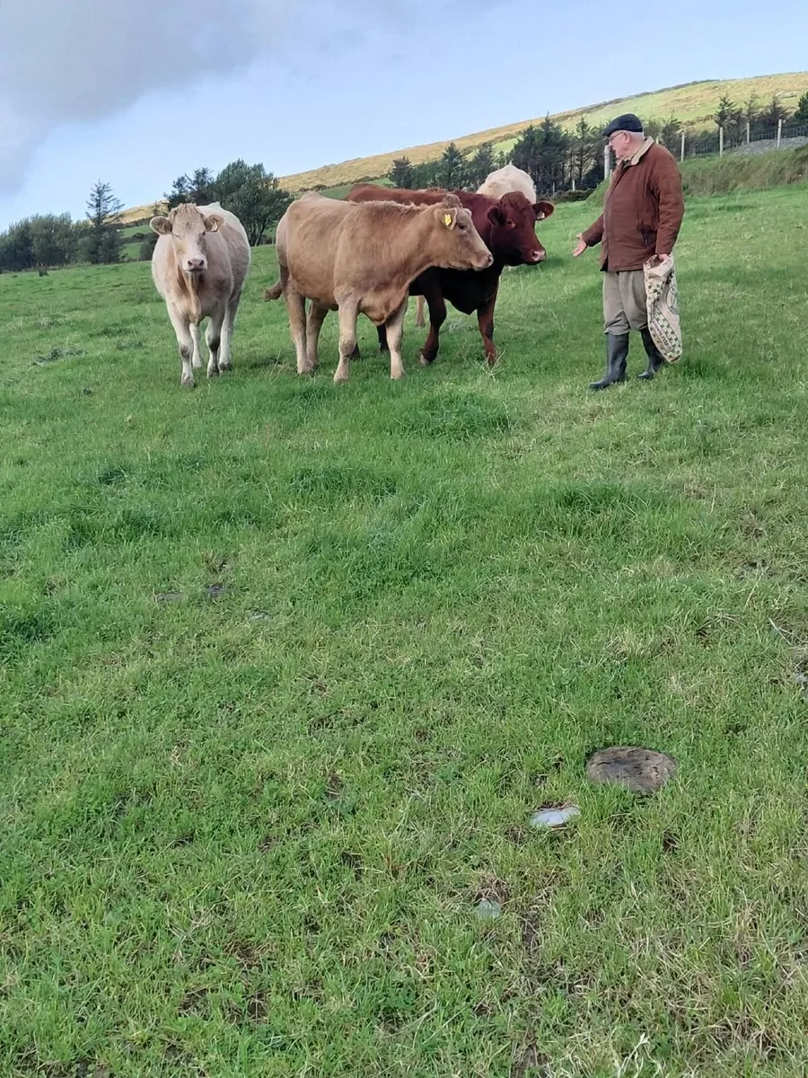 Heifers - Image 3