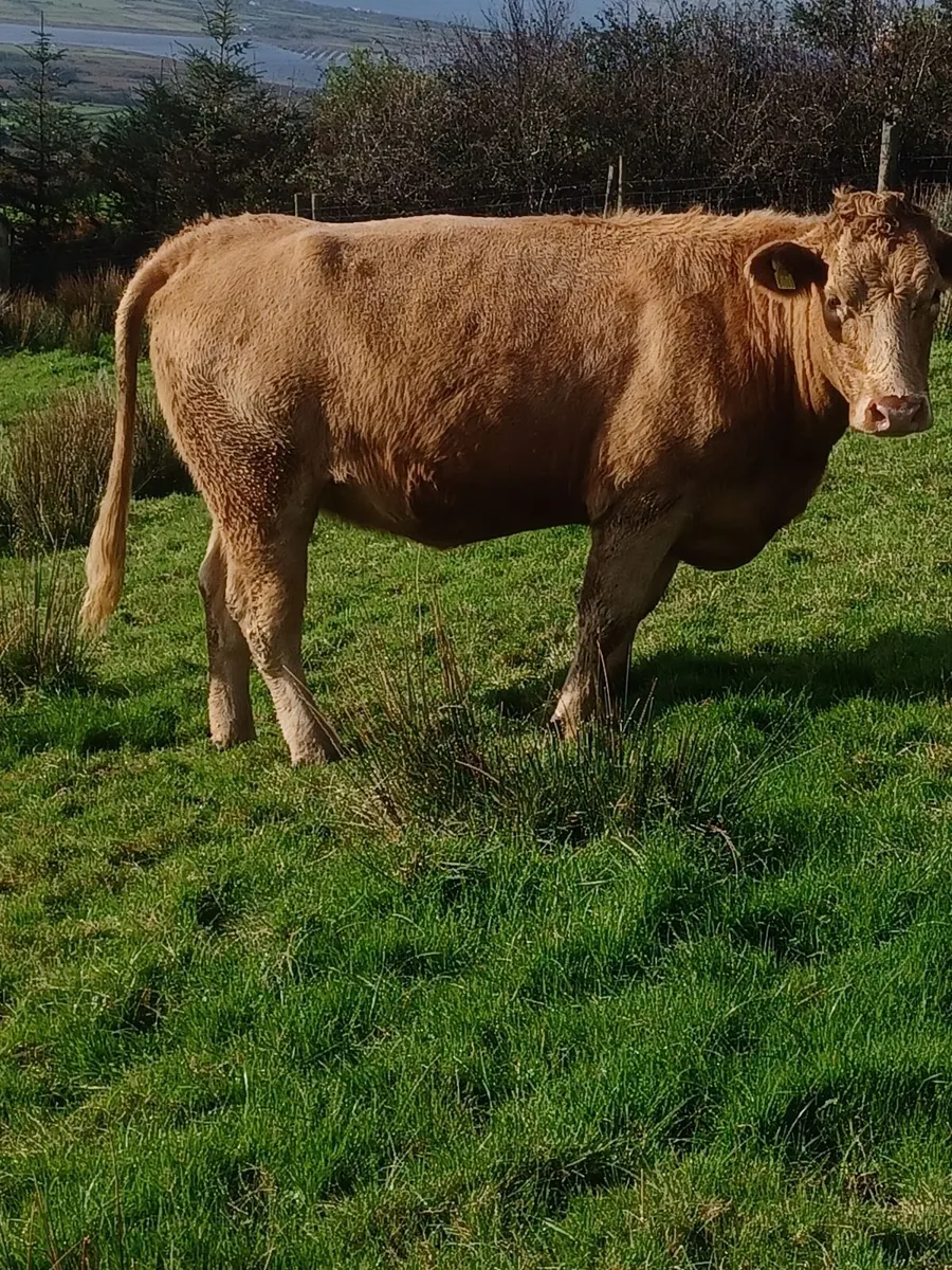 Heifers - Image 4