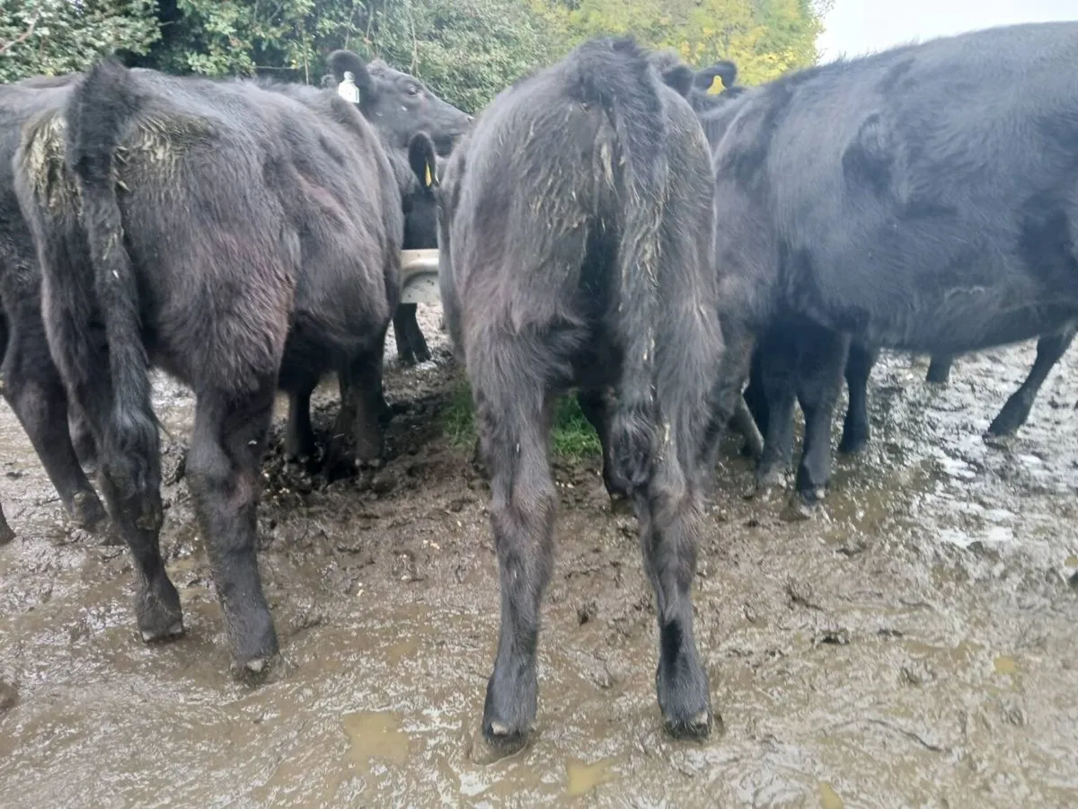 Bucket reared heifers - Image 3