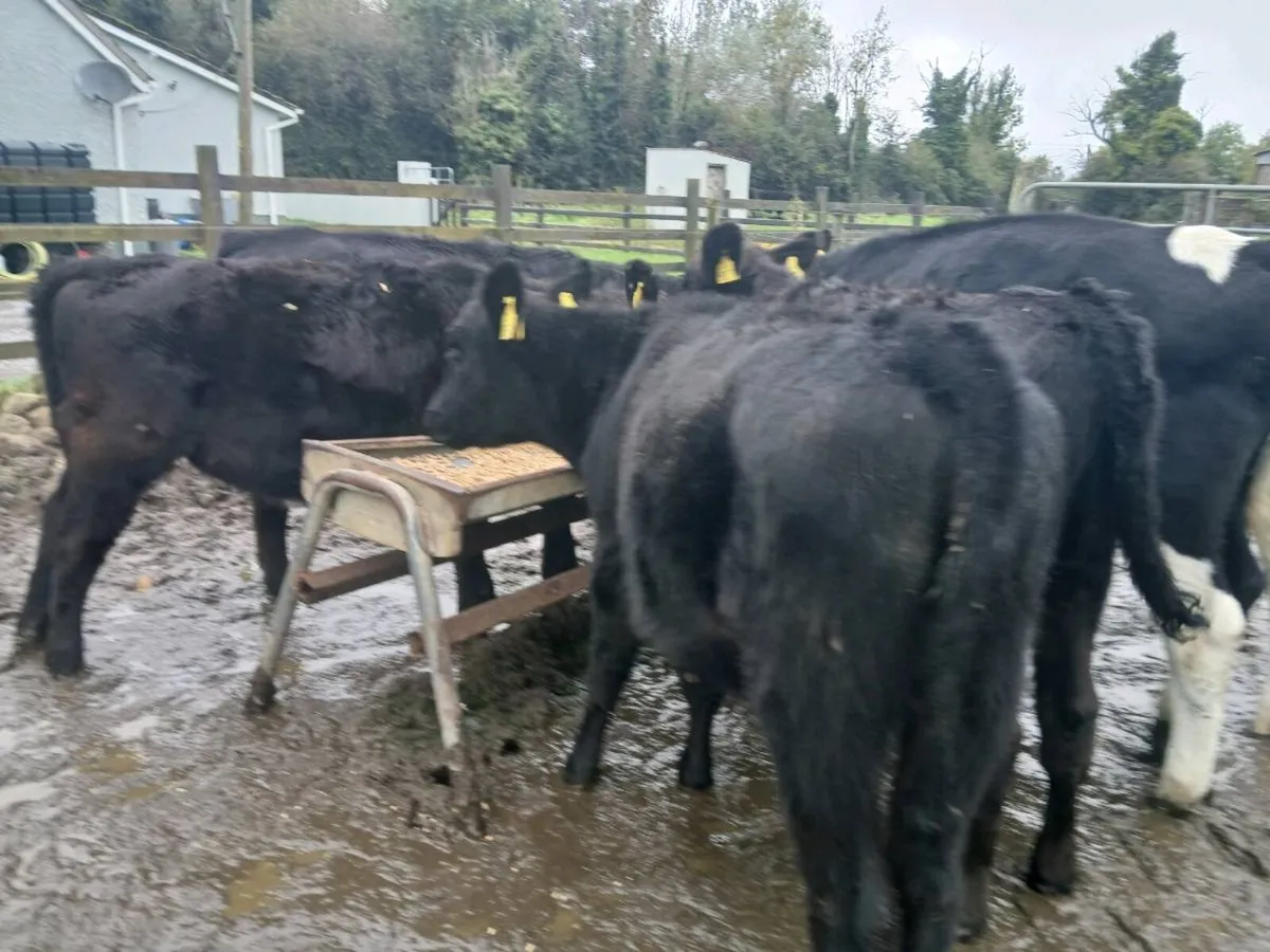 Bucket reared heifers - Image 4