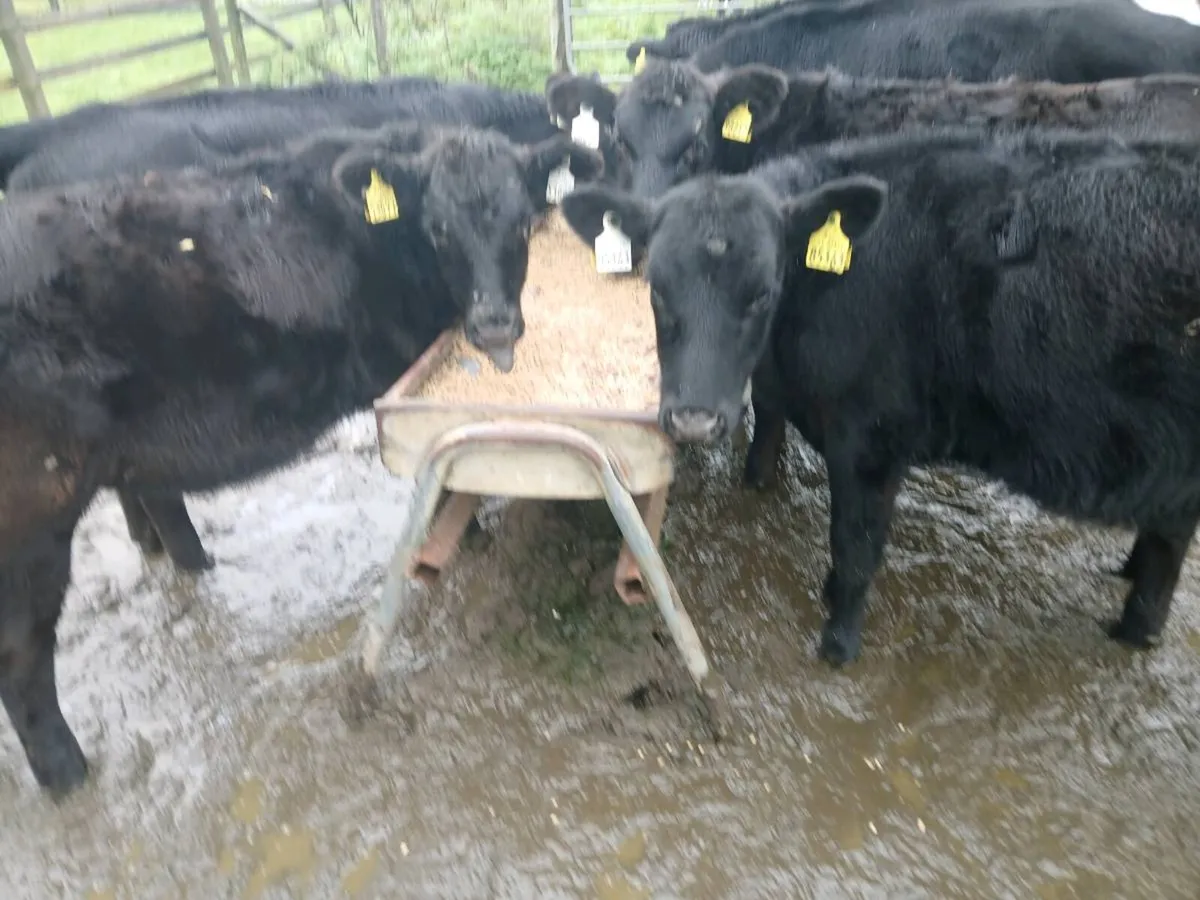 Bucket reared heifers - Image 1