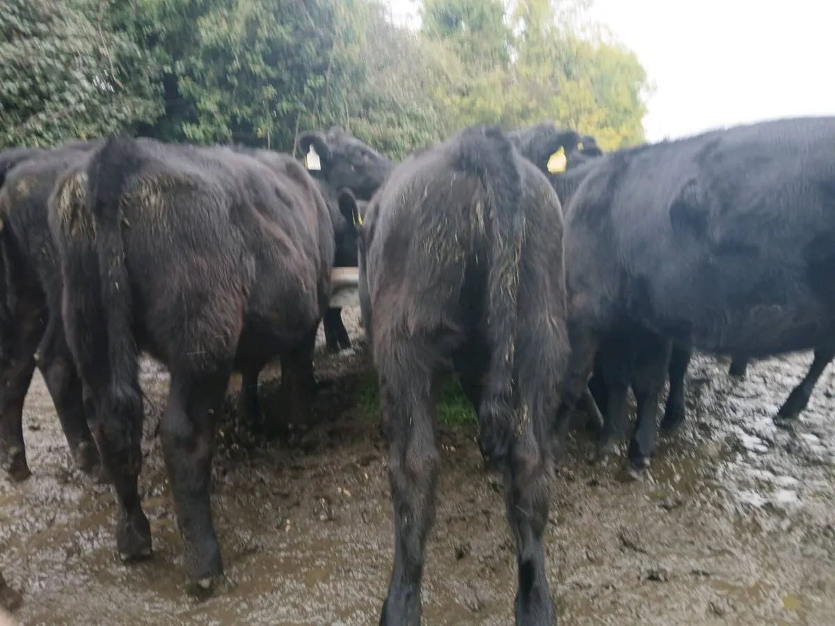 Bucket reared heifers - Image 2